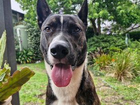 2024-11-11 Manny (c) Kate.jpg